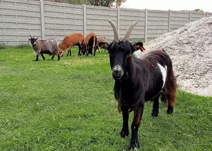 Hotel Nenufar Premium Kościan